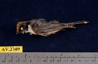 藏品(紅頭山雀)的圖片